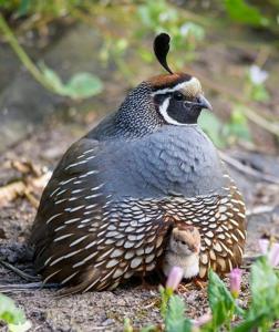 Callipepla californica