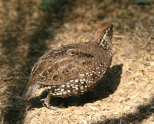 utils/thumbs/Odontophoridae/Colinus_gzG29nV3V79ofT6KZm4bZL.jpg