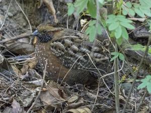 utils/thumbs/Odontophoridae/Odontophorus_UNkcANCuzGGS5JmZMkZySD.jpg