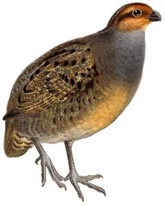 utils/thumbs/Odontophoridae/Rhynchortyx_ngdggYSRPEkpvQXJ57yWU7.jpg