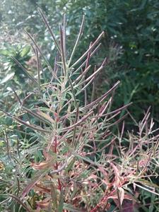 Epilobium coloratum