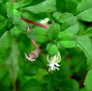 Fuchsia microphylla subsp. hidalgensis