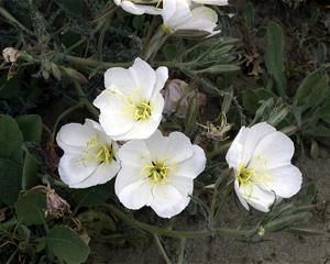 Oenothera deltoides subsp. howellii
