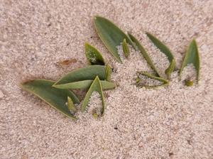 Ophioglossum polyphyllum