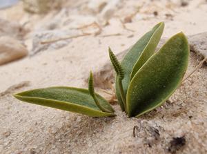 Ophioglossum polyphyllum