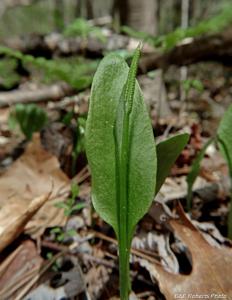 Ophioglossum vulgatum