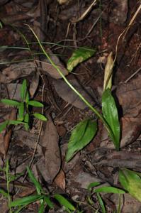 Ophioglossum costatum