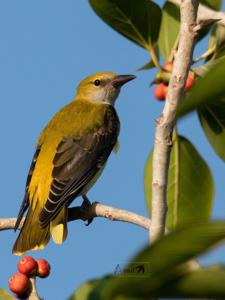utils/thumbs/Oriolidae/Oriolus_EusrXXp2zg3N2YtHuK4ghC.jpg