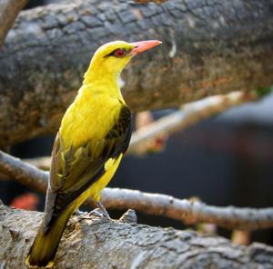 Oriolus oriolus