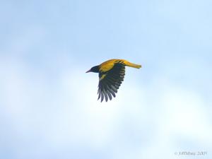 Oriolus xanthornus