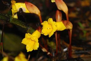 utils/thumbs/Orobanchaceae/Aeginetia_G9hksbmfLQ8aec75QY4wXu.jpg