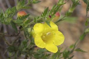 utils/thumbs/Orobanchaceae/Aureolaria_S7aA5Nd65h2TTfW5J3Ssfb.jpg