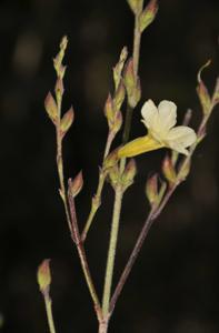 Centranthera cochinchinensis