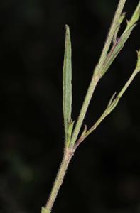 Centranthera cochinchinensis