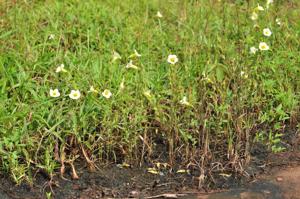 Centranthera cochinchinensis