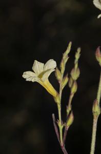 Centranthera cochinchinensis