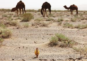 Cistanche phelypaea