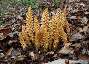 utils/thumbs/Orobanchaceae/Conopholis_XofrBD5rrkehZTj5ssFGH2.jpg