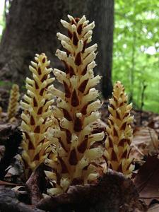 Conopholis americana