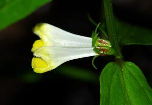 Melampyrum pratense