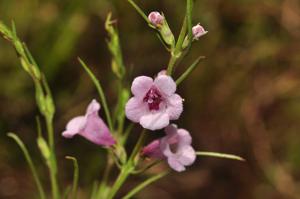 utils/thumbs/Orobanchaceae/Parasopubia_UohRQFxsydu6c4oZPzXYMQ.jpg