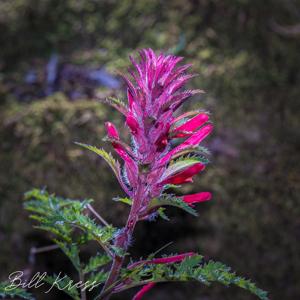 Pedicularis densiflora