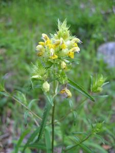 Rhinanthus gracilis