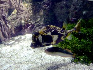 utils/thumbs/Ostraciidae/Lactophrys_7EWSyAwkA6CjDozFndqgfC.JPG