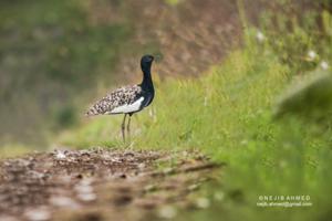 utils/thumbs/Otididae/Houbaropsis_HCMp2iVQp55zNSWciiX73z.jpg