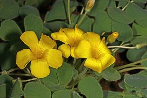 Oxalis melanosticta