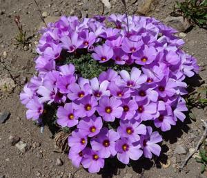 Oxalis adenophylla