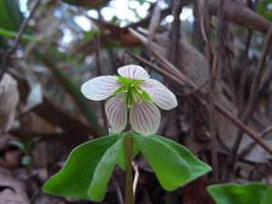 utils/thumbs/Oxalidaceae/Oxalis_i4eJTdxcUjmSktmSmF2msJ.jpg