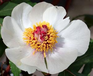 Paeonia clusii