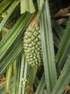 Pandanus odorifer