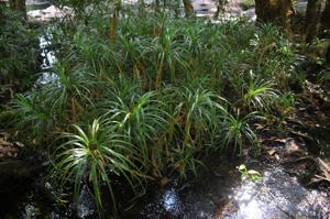 Pandanus fibrosus