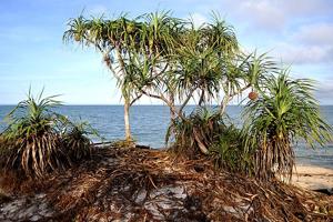 Pandanus odorifer