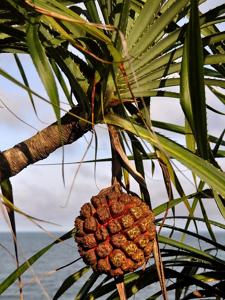 Pandanus odorifer