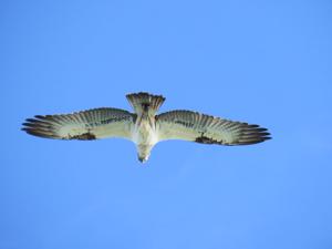 Pandion haliaetus cristatus