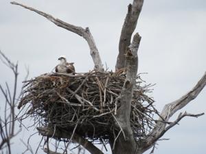 Pandion haliaetus cristatus