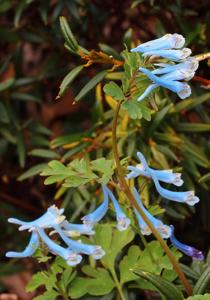 Corydalis flexuosa