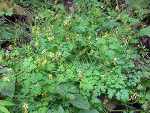 Corydalis pauciovulata