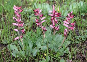 Corydalis ledebouriana