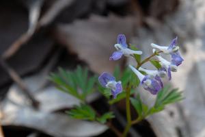 Corydalis lineariloba