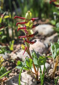 Corydalis popovii