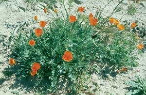 utils/thumbs/Papaveraceae/Eschscholzia_PGEvfVTaMsZwfANE2xrHdR.jpg