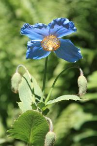 Meconopsis betonicifolia