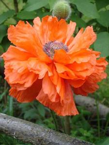 Papaver orientale