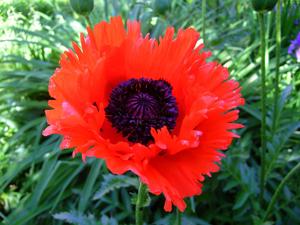 Papaver orientale