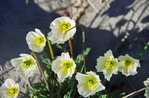 Papaver radicatum