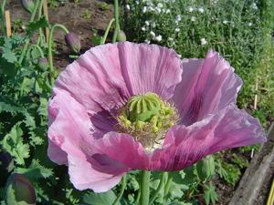 Papaver somniferum